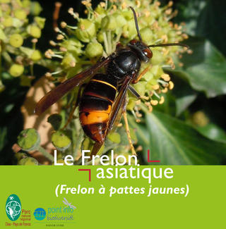 PNR-CPIE_fiche-frelon-asiatique_2019-03-26-1